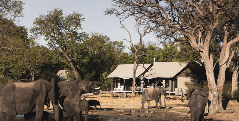 Wilderness Linkwasha