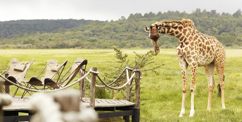 Hatari Lodge