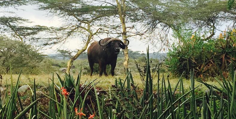 Hatari Lodge 