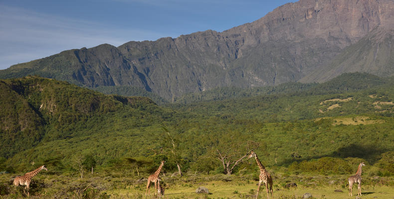 Hatari Lodge