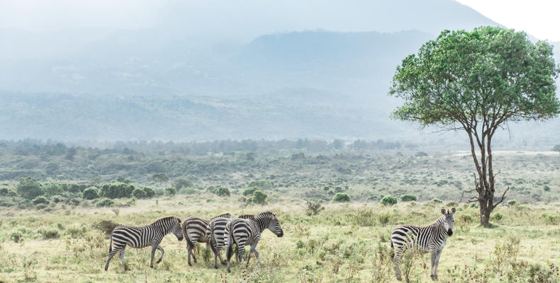 Hatari Lodge