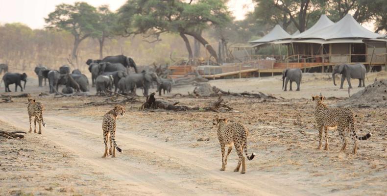 Somalisa Camp Cheetahs
