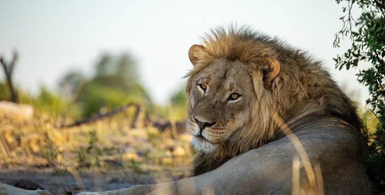 Somalisa Lion