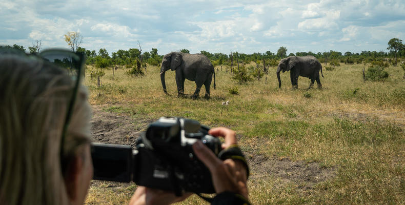 Recording elephant herd