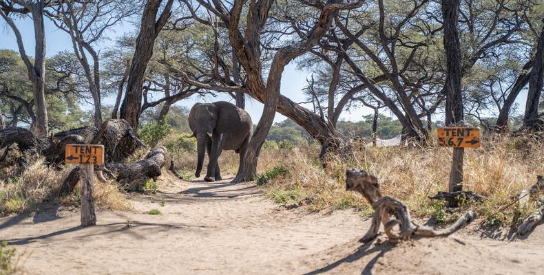 Somalisa Elephant