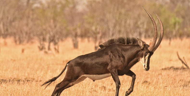 Sable antelope