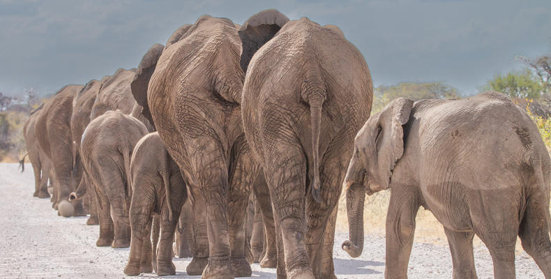 Etosha National Park