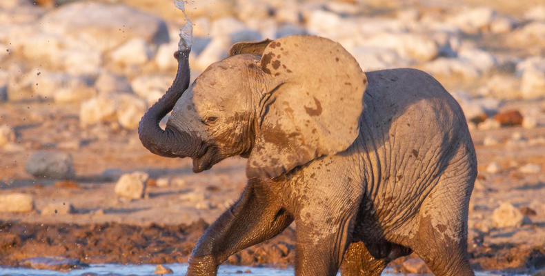 Etosha National Park