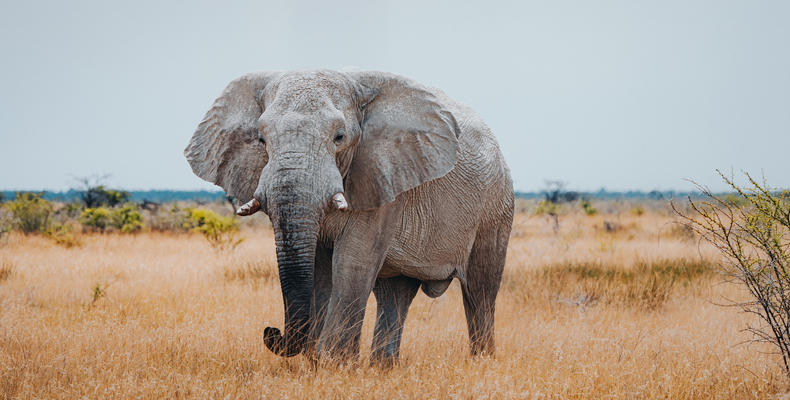 Etosha National Park