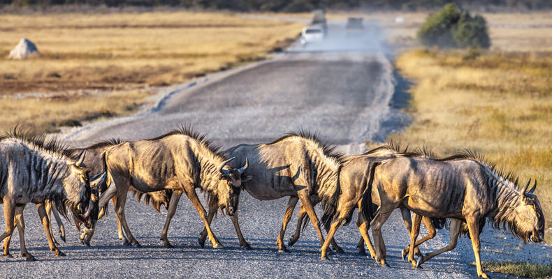 Etosha National Park