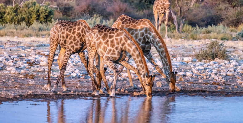 Etosha National Park