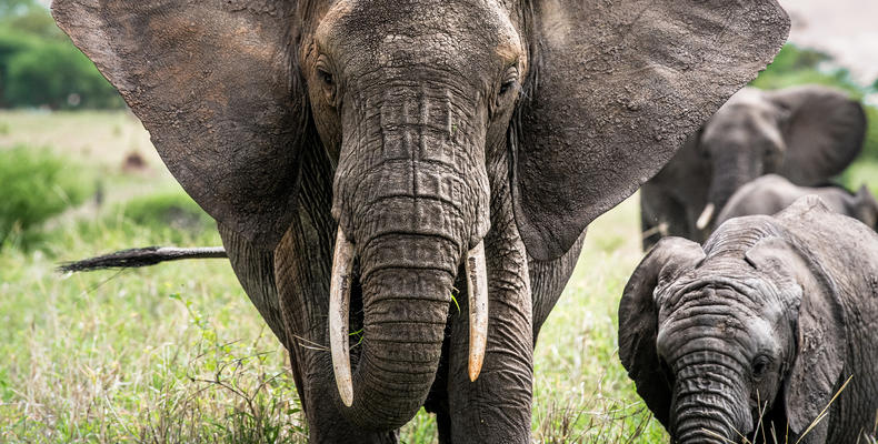 Elephant