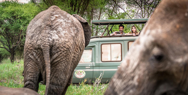Elephant