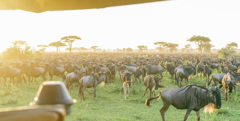 open game drive cars