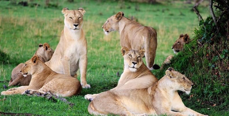 the thrill of spotting the Big Five