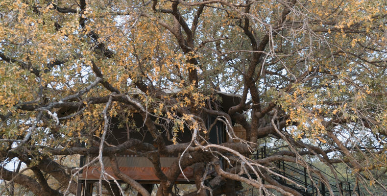 THE DOVE'S NEST