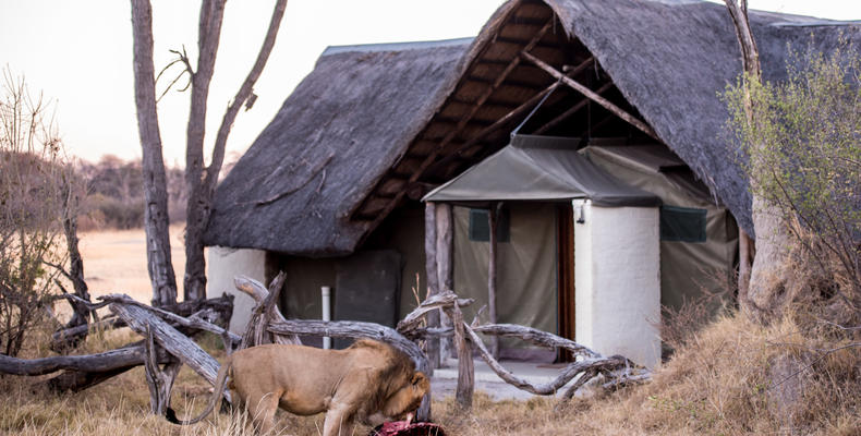 Lion kill at The Hide