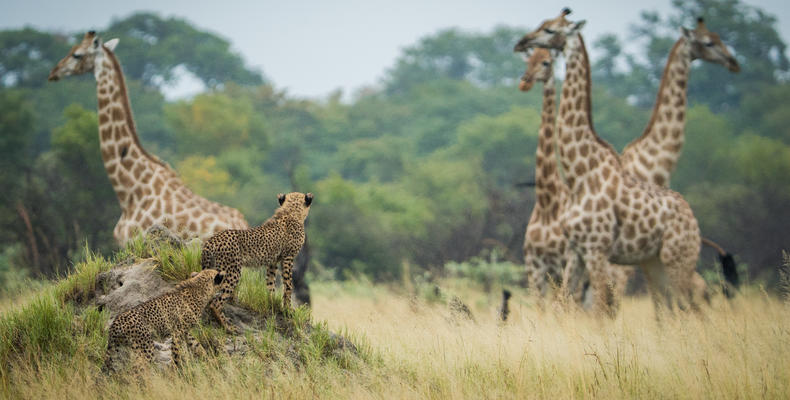The Hide Wildlife - Cheetah and Giraffe