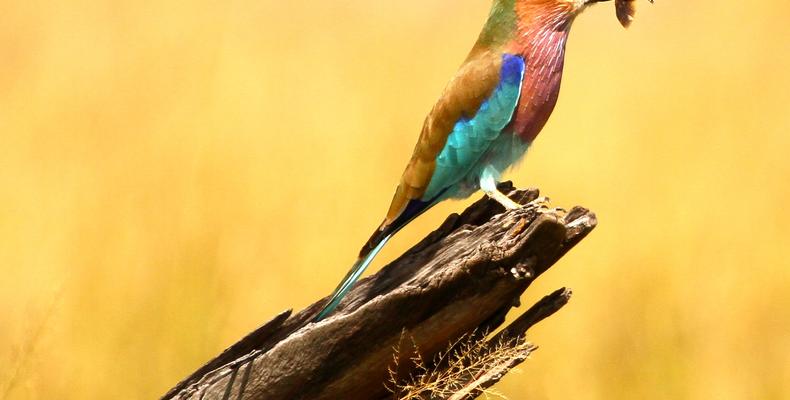 Birdlife at The Hide: Lilac-breasted roller