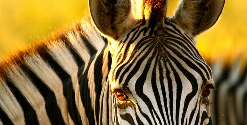 Zebra at The Hide