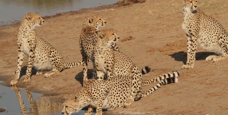 The Hide Wildlife - Cheetah