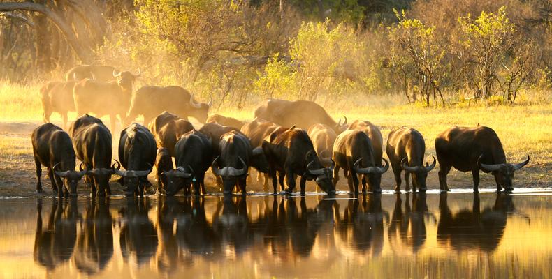 Bufalo at the Hide's waterhole 