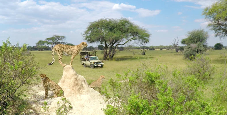 Cheetah on a game drive