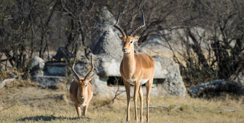 Underground Hide with Impala