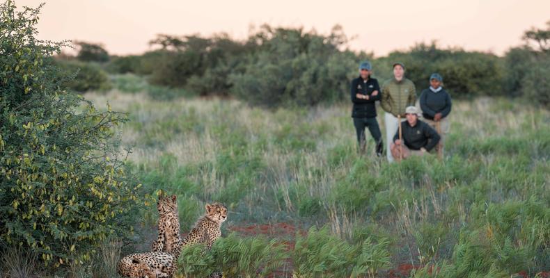 Immersive bush walks