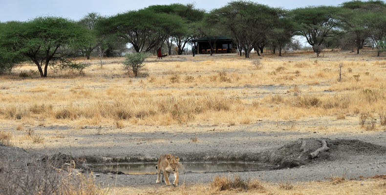 A Lioness Near Camp