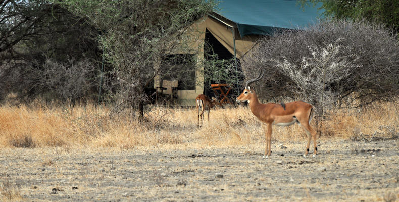 Impala in front of a Guest Tent