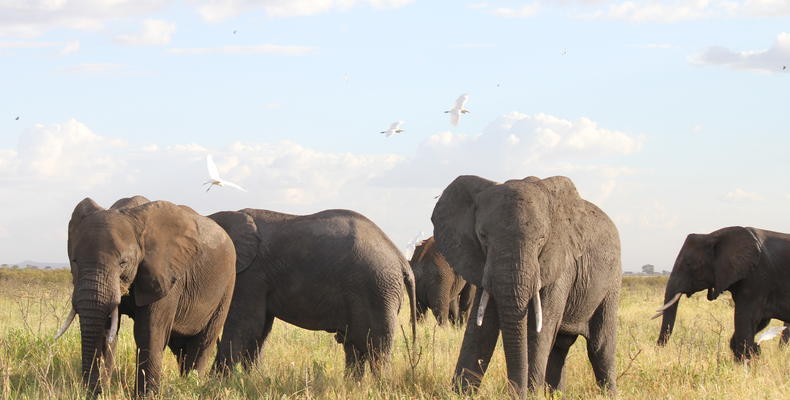A herd of elephants grazing peacefully