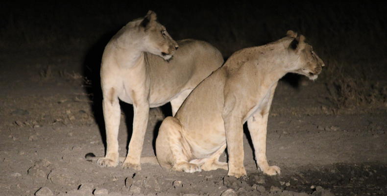 Two Lionesses Hunting