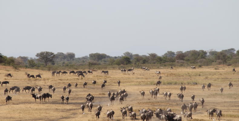 Wildebeest Moving Through the Conservancy