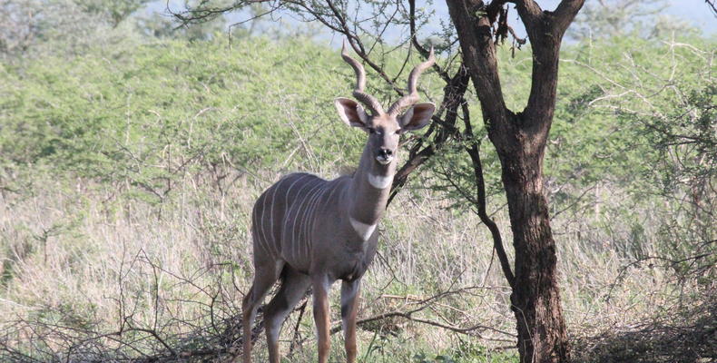 Male Lesser Kudu on the Conservancy