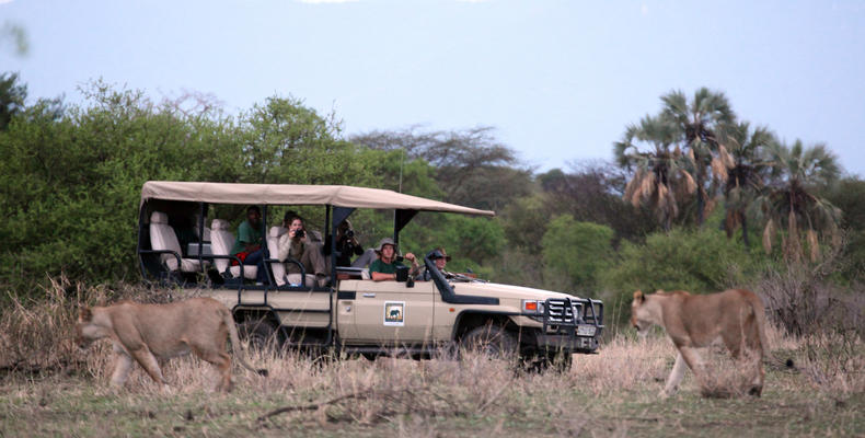 Lionesses Near an Open Vehicle