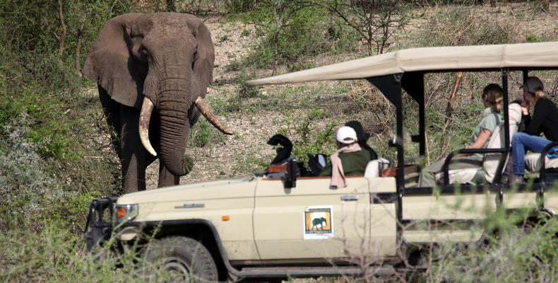 Elephant Near an Open Safari Vehicle