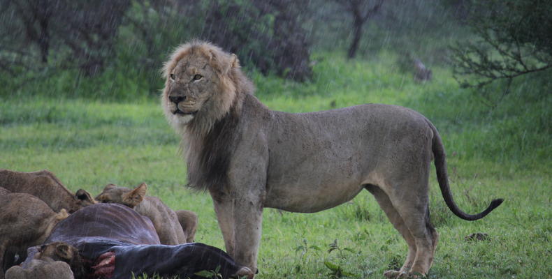 Lion Kill in the Rain
