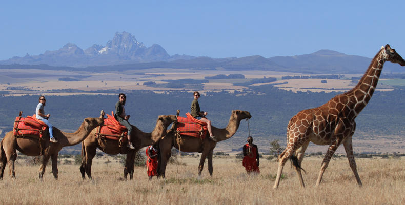 Camel safari