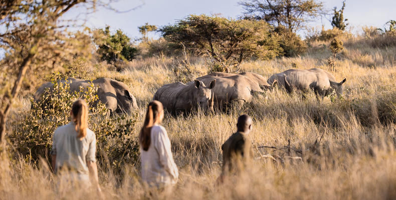 Walking Safari: white rhinos