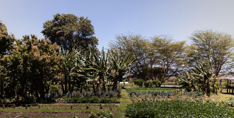 Our Farm - 'the shamba'