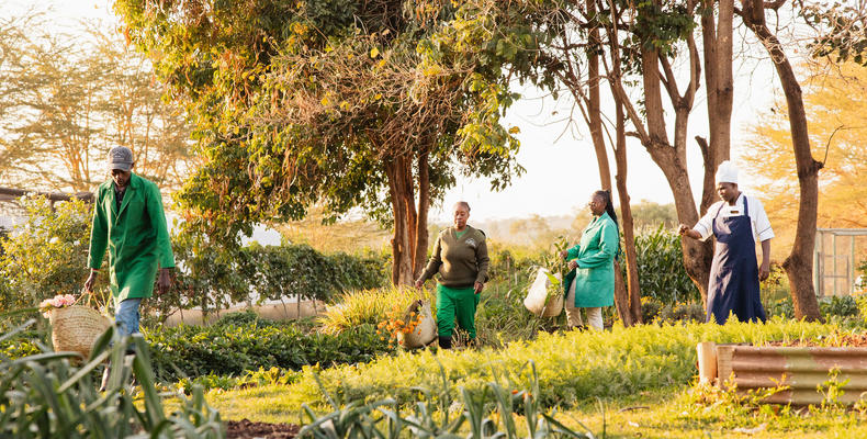 Shamba