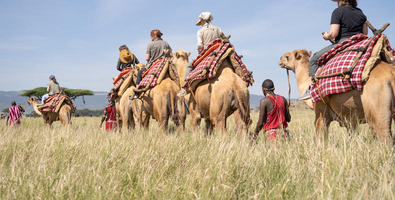 Camel Safari