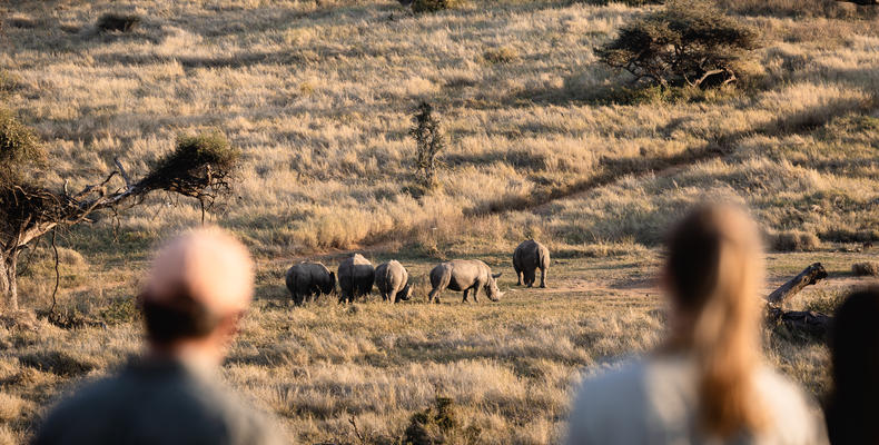 Walking safari : white rhinos