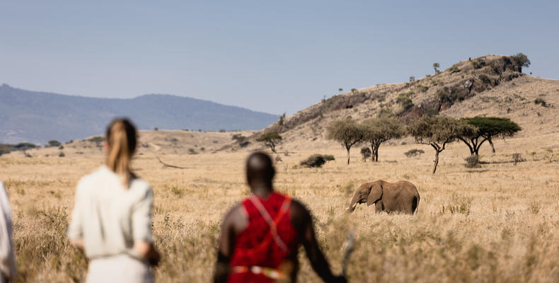 Walking safari : elephant 