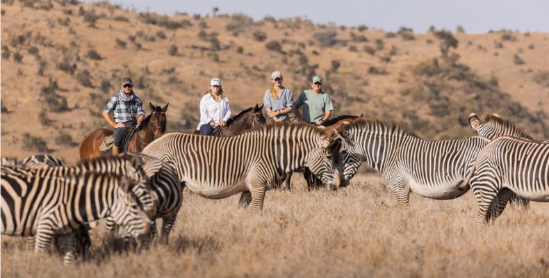 Horse safari: zebras