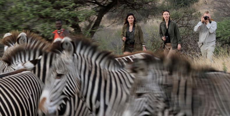 Walking safari: zebras