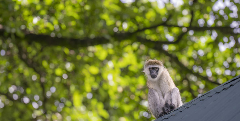 Governors' Loldia House