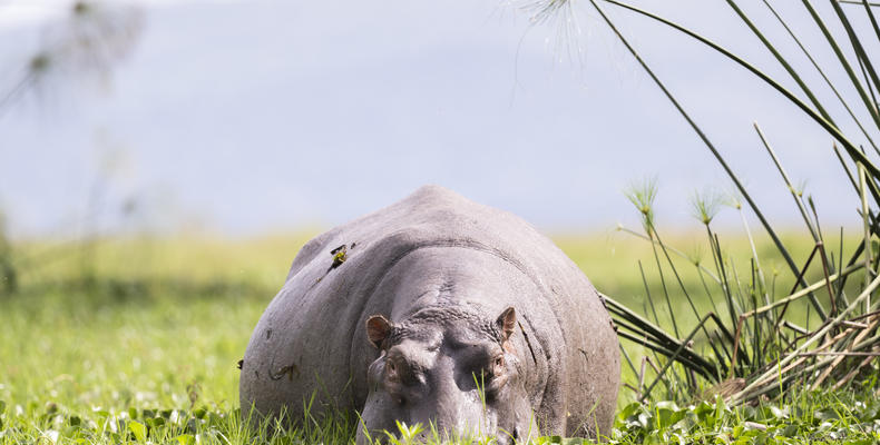 Governors' Loldia House