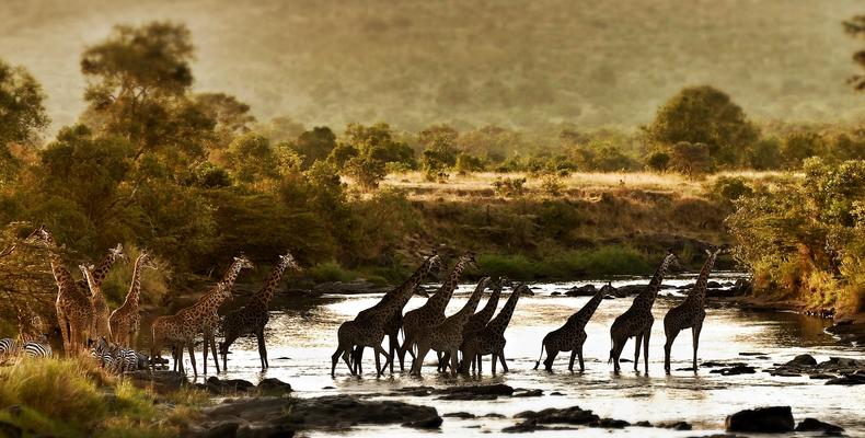 Giraffe Crossing